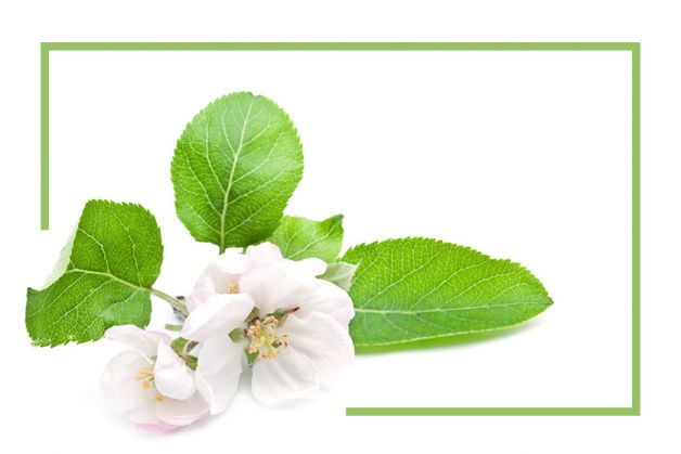 Apfelblüte im Corporate Design der Arztpraxis