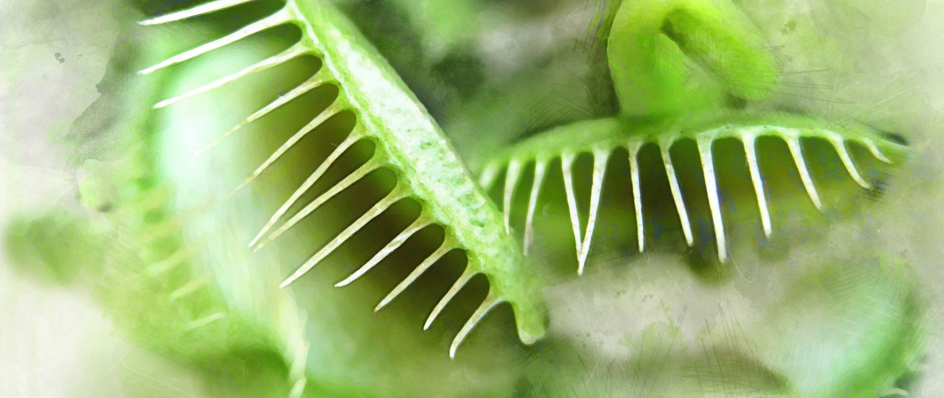 Venusfliegenfalle mit 3 offenen Blättern