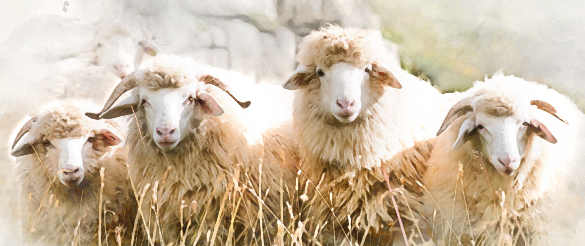 Vier Schafe gucken in die Landschaft